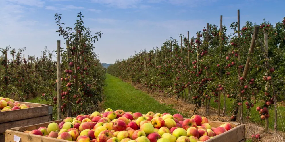 Ya no se exportarán peras y manzanas de Río Negro a Rusia