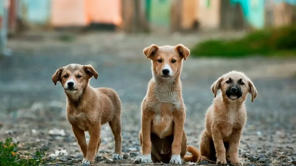 Los nombres para perros más usados en Argentina