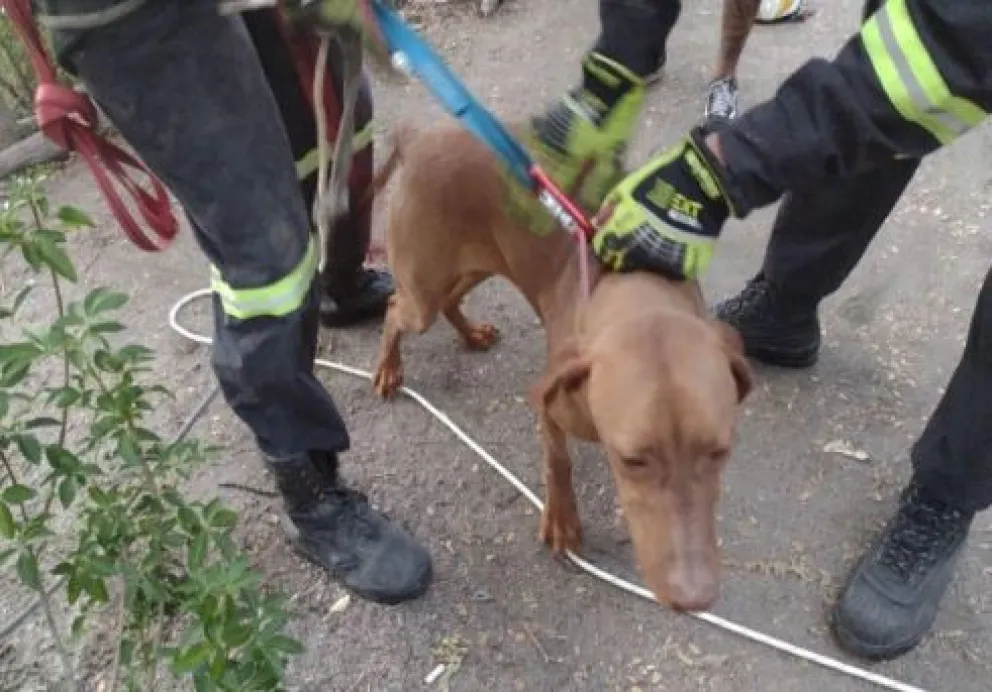 Bomberos rescataron un perro que cayó por un acantilado