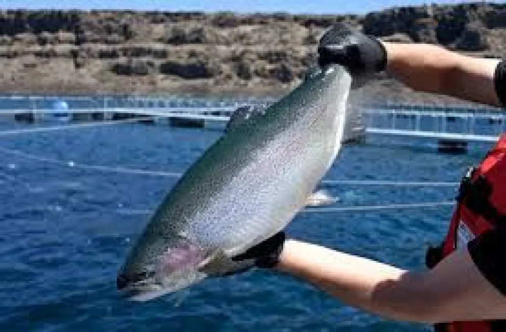 El despliegue de la acuicultura en la Patagonia, luego de la ley nacional