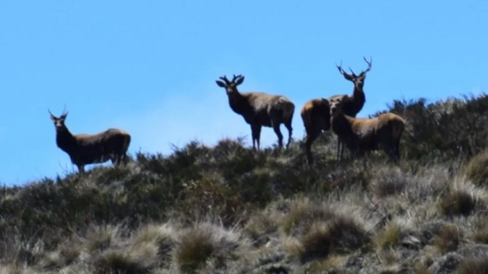 Se recuerda el cierre del sendero de Mallín de la Nieblas en la zona norte del PNNH