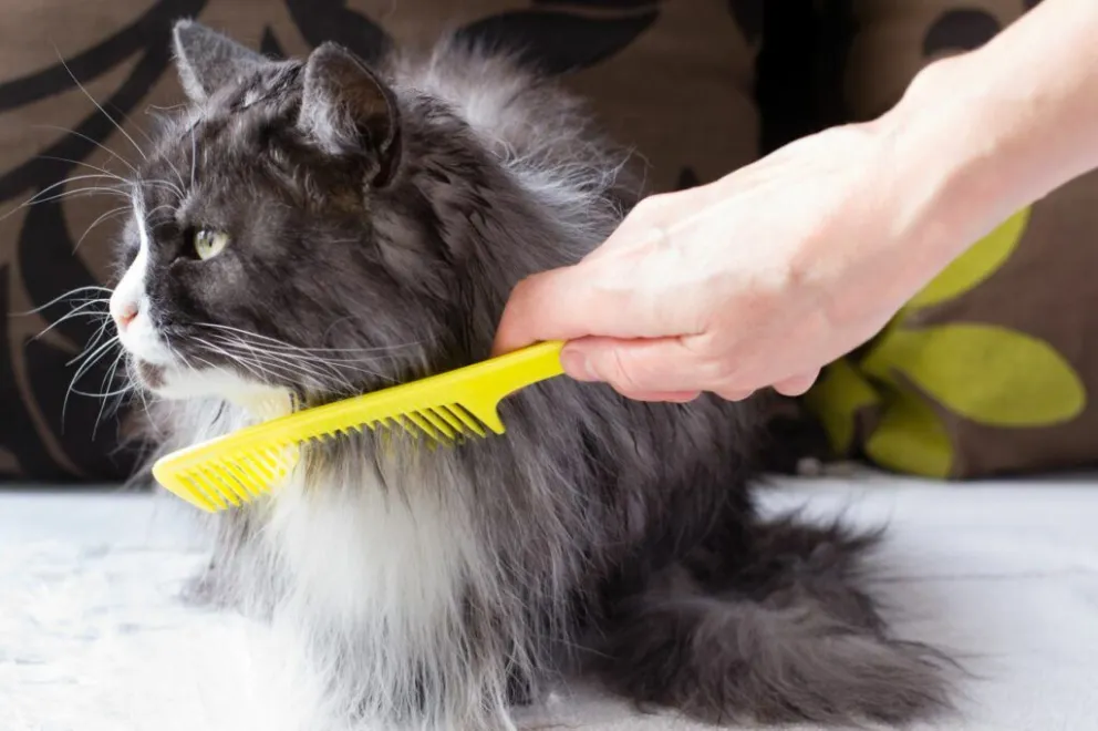 Mascotas: la importancia de cepillar a tu gato y cómo hacerlo para evitarle estrés  