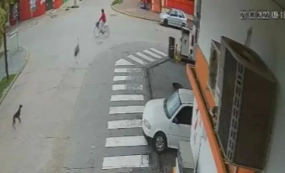 VIDEO: El insólito accidente de un avestruz a gran velocidad y una ciclista