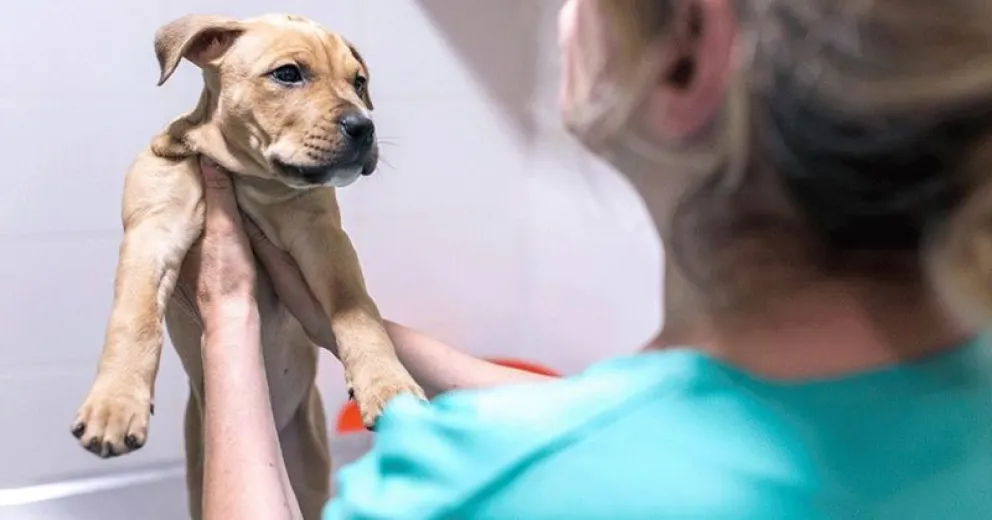 Piden a gritos guardias veterinarias permanentes
