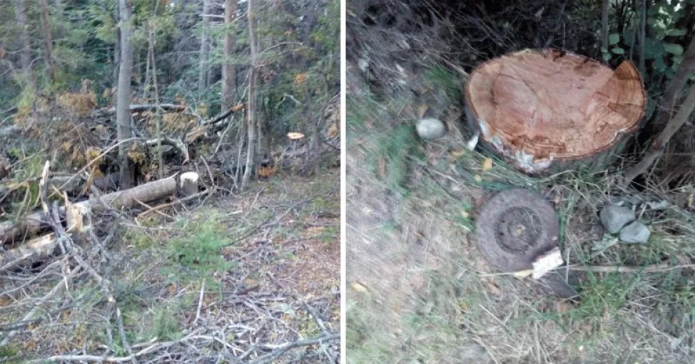 Taló furtivamente una gran cantidad de cipreses que todavía estaban verdes y lo detuvieron
