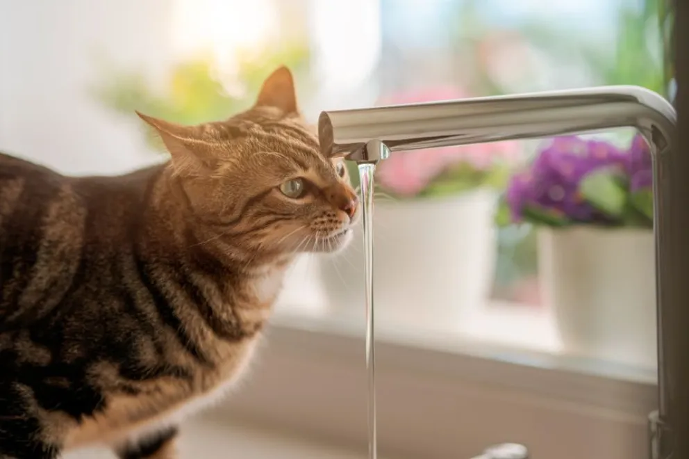 Por qué algunos gatos toman agua de la canilla y no en un recipiente