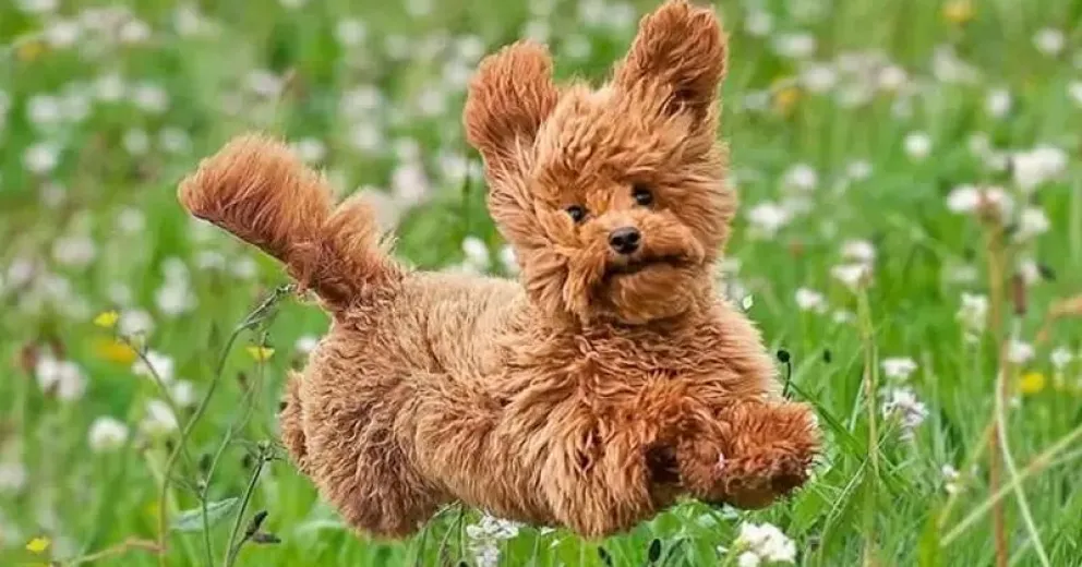 No tienen corazón: entraron a robar a una casa y se llevaron un caniche mini toy