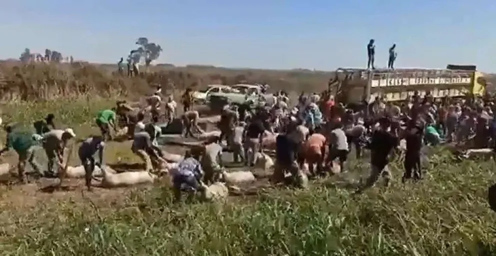 VIDEO: volcó un camión que transportaba cerdos y los vecinos se los robaron para carnearlos