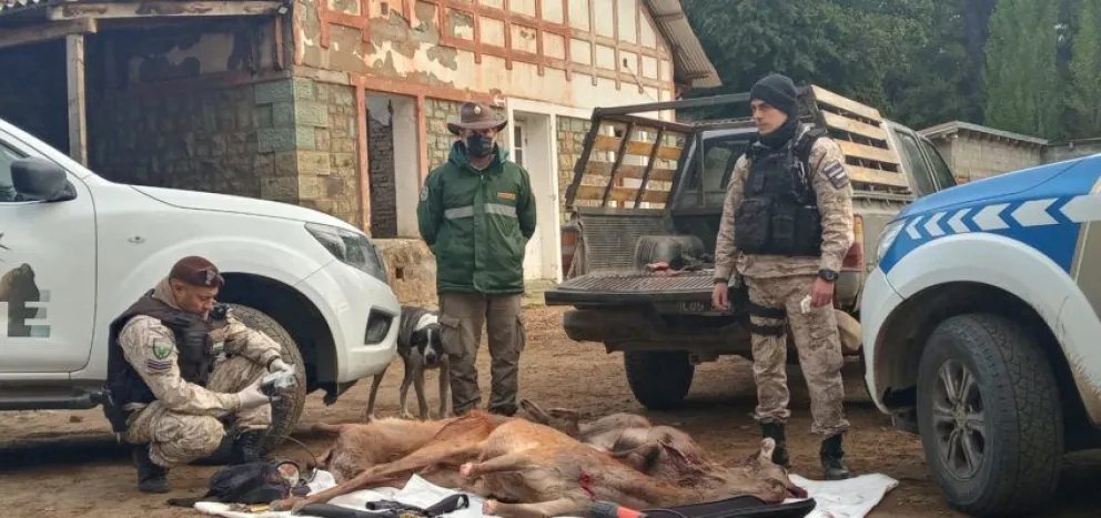 La Brigada Rural de Bariloche decomisó animales en pie y faenados de manera furtiva