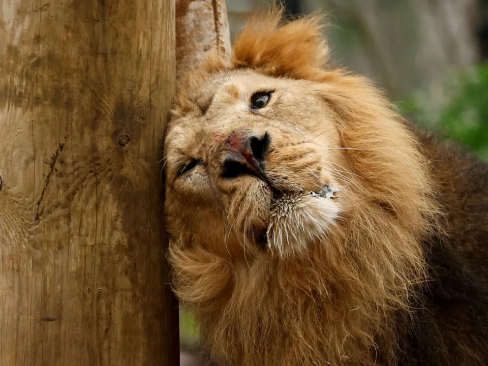 Un estudio reveló que la oxitocina vuelve más tolerantes y cariñosos a los leones