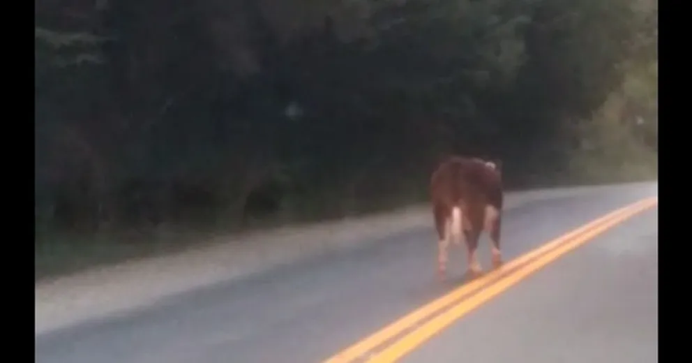 Una vaca “tranqui”, paseando por Circuito Chico  