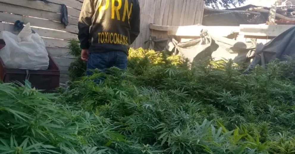 Tenían más de 60 plantas de marihuana y un kilo de cogollos