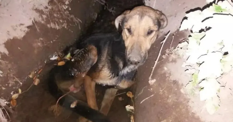 Trágico final: intentaron rescatar un perro y no llegaron a tiempo