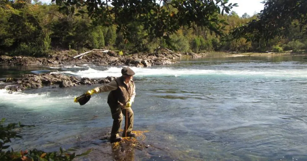 Estudian el avance del alga Didymo