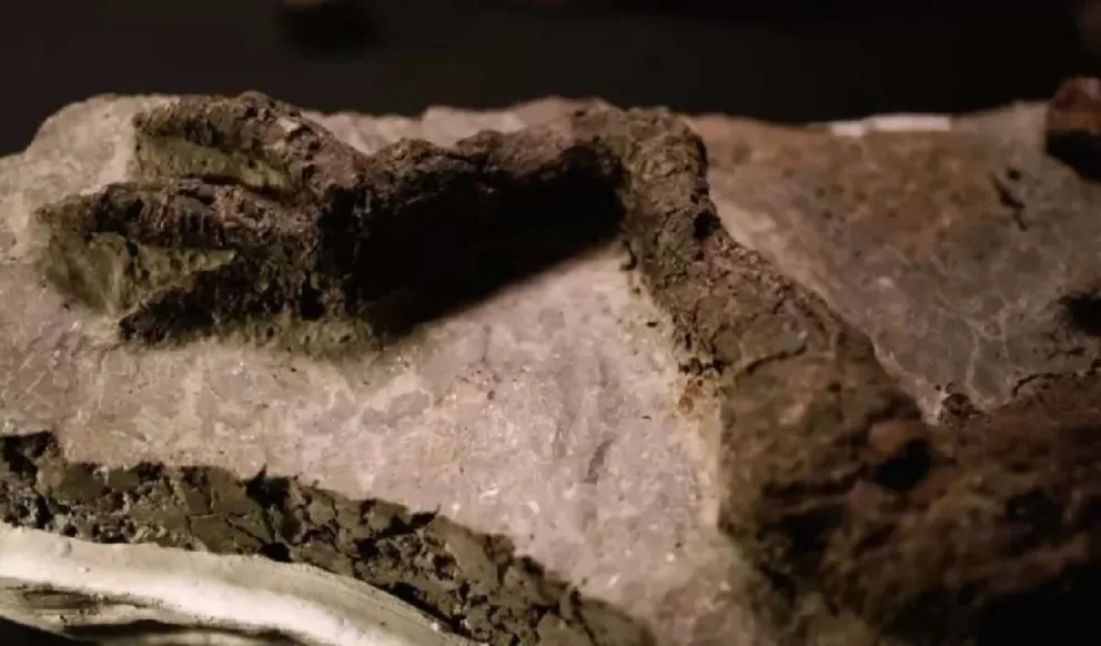 Impactante hallazgo: encontraron un fósil de dinosaurio vinculado al asteroide que causó su extinción