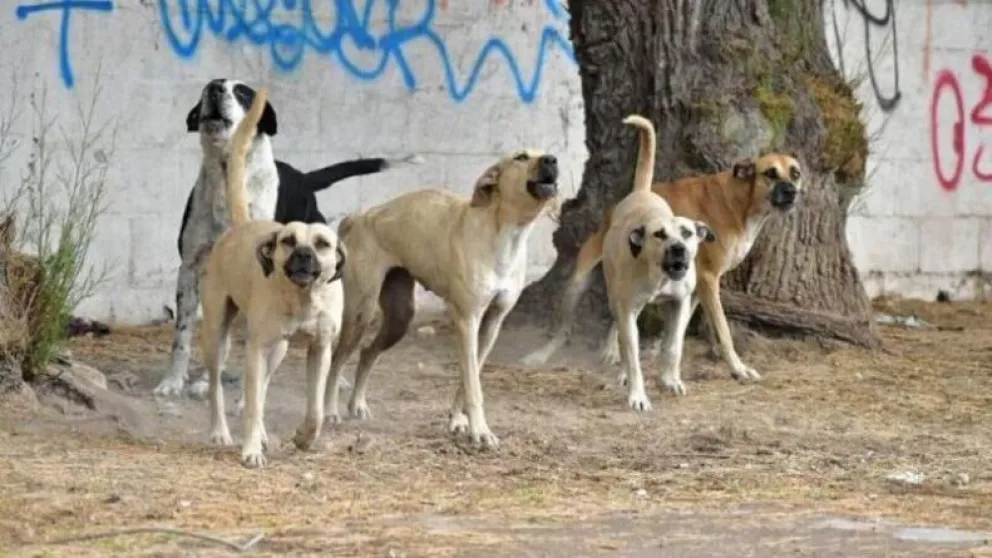 Una niña fue atacada por tres perros mientras circulaba en bicicleta por una plaza