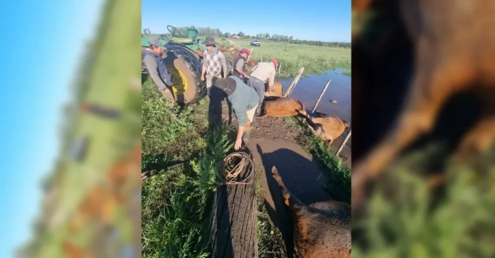 Misiones: un rayo fulminó 30 terneros y causó una pérdida es millonaria