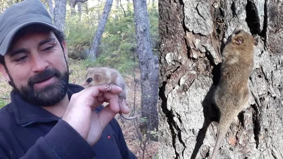 Encontraron monitos de monte en Neuquén y aseguran que es una especie distinta a la que hay en Bariloche