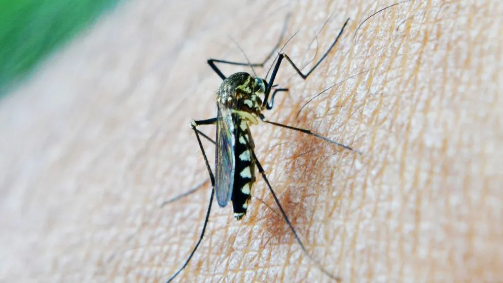 Alerta de la OMS: los virus transmitidos por los mosquitos podrían ocasionar una nueva pandemia