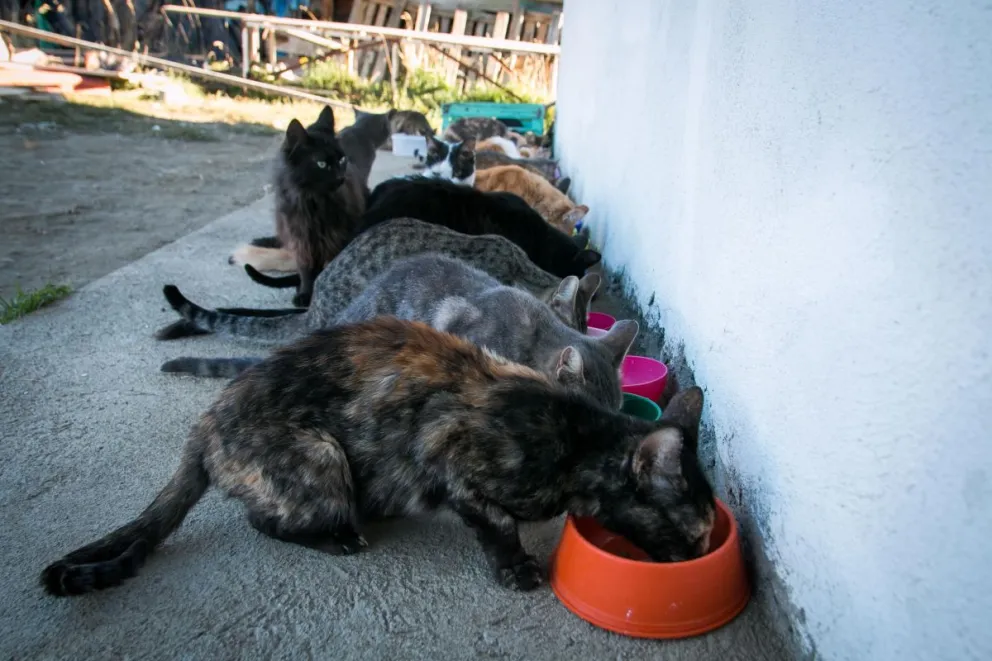 Los gatitos de Grays. 