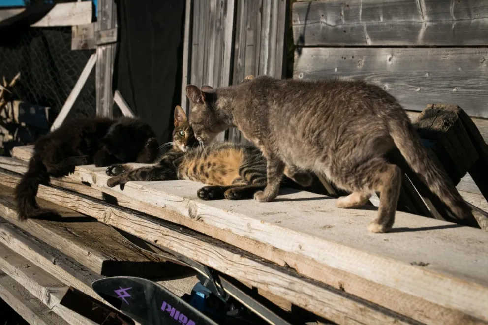 Hay turnos para castraciones en Sanidad Animal