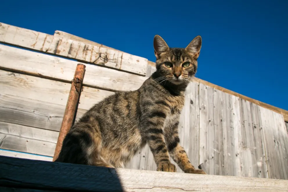 Una problemática que crece en toda la región / Fotos Facu Pardo 