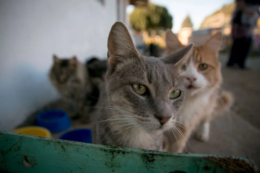 La importancia de cuidar a nuestras mascotas. 