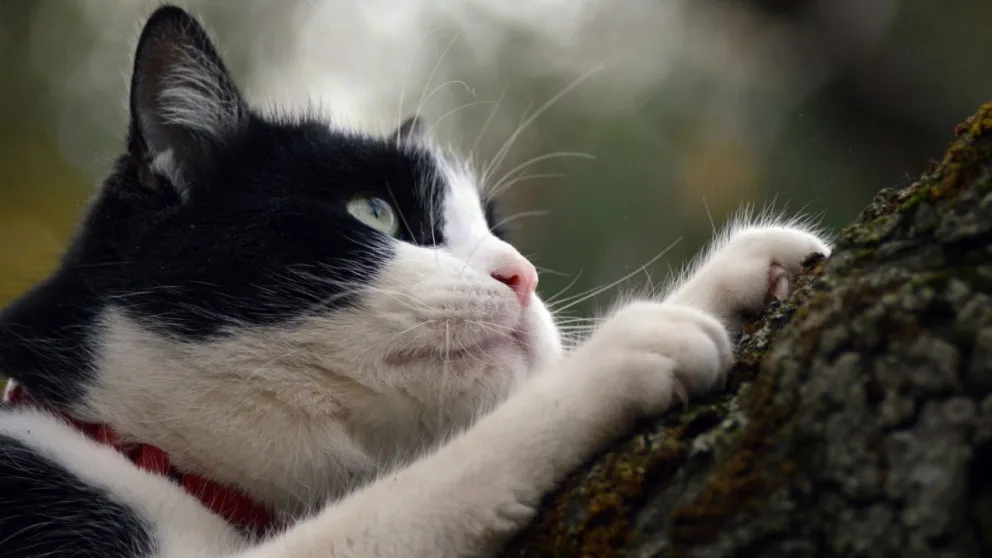Conmovedor: mirá la reacción de un gato que huele una prenda de su dueña muerta