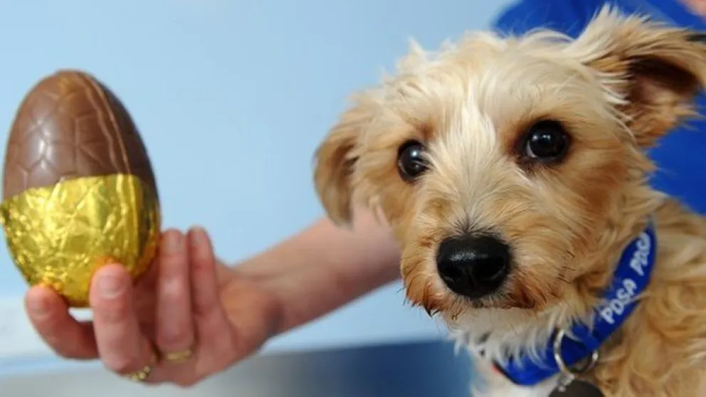 Mascotas: expertos revelan por qué no debés darle chocolate a tus peludos 