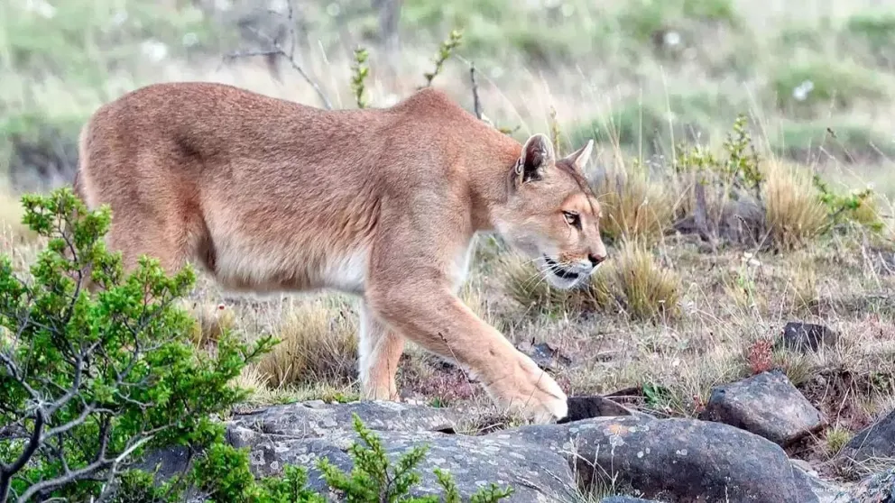 Un turista se encontró cara a cara con dos pumas y capturó el momento con su celular