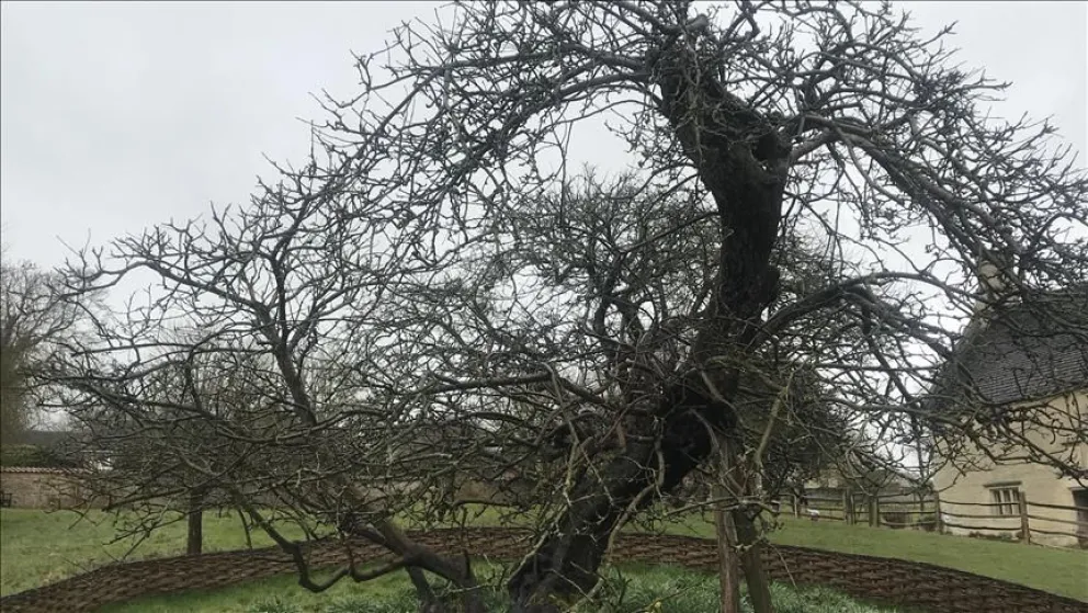Un retoño del manzano de Isaac Newton fue plantado en Buenos  Aires   