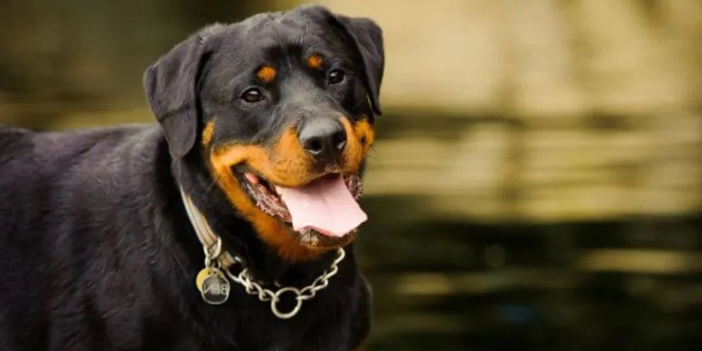 Un perro atacó brutalmente a una mujer y debieron dispararle para frenarlo 