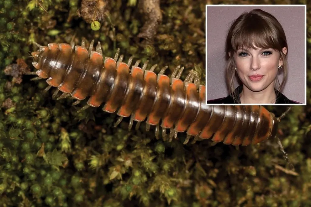 ¡Insólito! Científicos llamaron a una nueva especie de milpiés en honor a Taylor Swift
