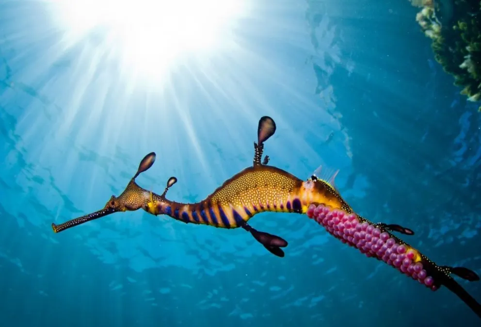 Australia: decenas de dragones de mar muertos sorprenden a los científicos