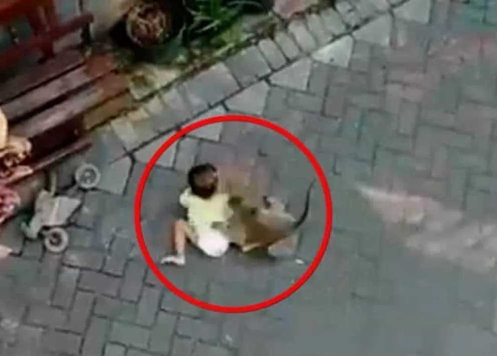 Video viral: un mono en bicicleta intenta “secuestrar” a una nena de 3 años