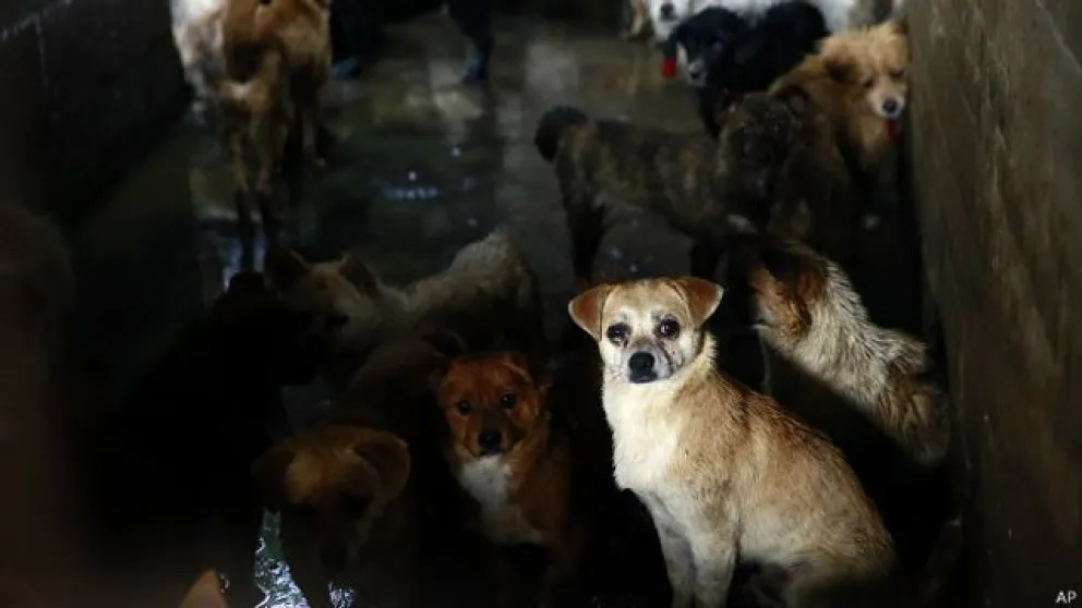 Terrible: en China matan a mascotas para evitar la propagación del Covid-19