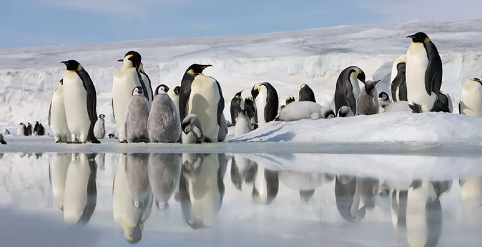 Pagan más de USD$2.000 al mes para contar pingüinos en la Antártida: cómo anotarse