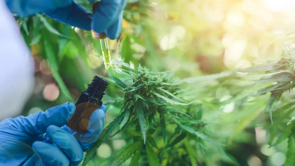 Avanza la producción de cannabis sativa en un “círculo muy virtuoso”