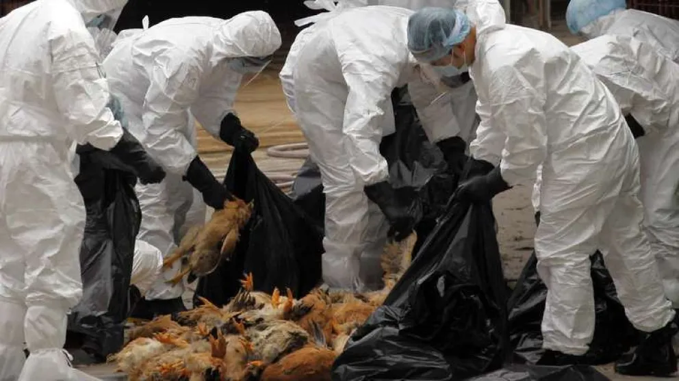 Alarma en China: detectaron el primer caso de gripe H3N8 en humanos