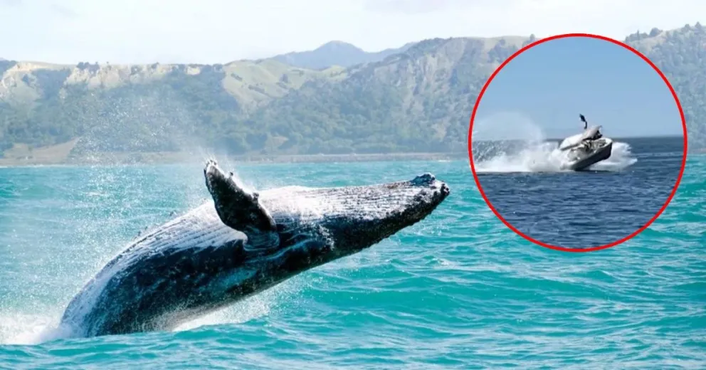 Video: una lancha chocó contra una ballena jorobada y 5 personas salieron despedidas por el golpe