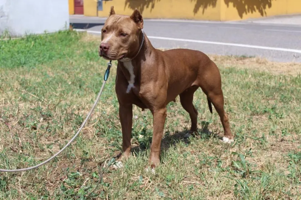 Dos pitbulls atacaban a su hija y debió acuchillar a uno para salvarla: “Era mi hija o el perro” 
