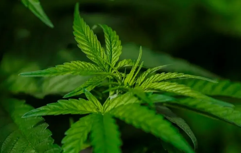 Neurocientífica de Harvard advirtió que el cannabis podría alterar la química cerebral de forma permanente 