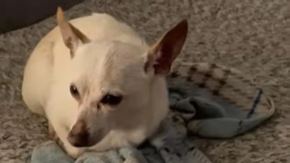 En el día del animal: conocé al perro más longevo según el libro Guinness