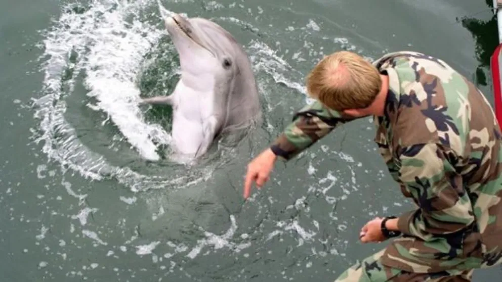 Rusia sumó a delfines para la guerra contra Ucrania: ¿para qué y dónde los usan?