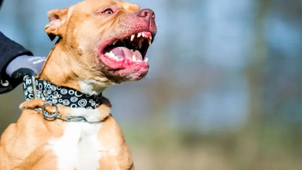 Un pitbull atacó a un bebé de ocho meses y está en grave estado