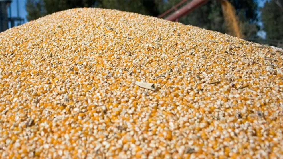 Un nene de 11 años falleció ahogado tras ser tapado por un cargamento de cereales