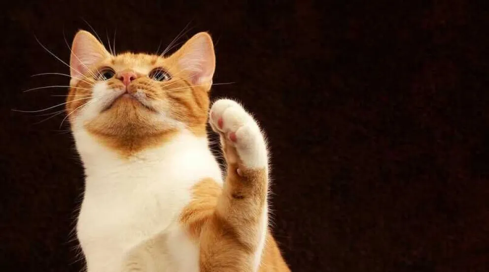 Lo dice la ciencia: los gatos son zurdos y las gatas son diestras