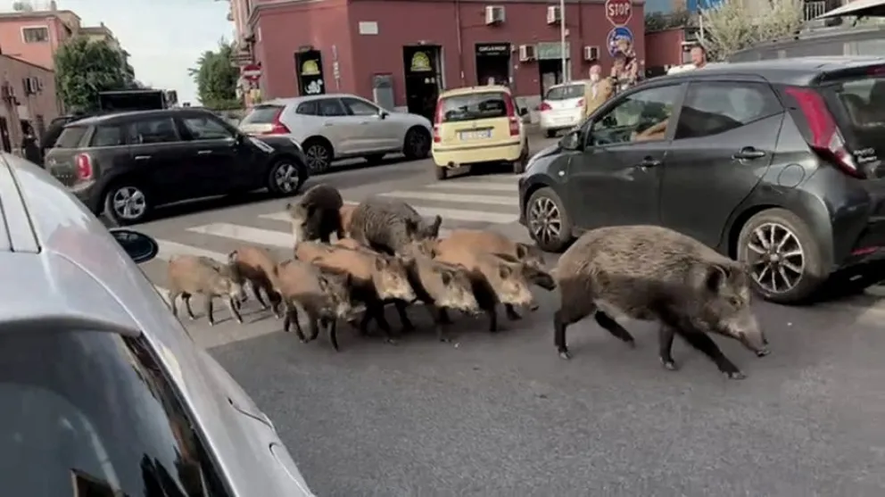 Insólito: hubo toque de queda en Roma debido a la presencia de jabalíes en las calles