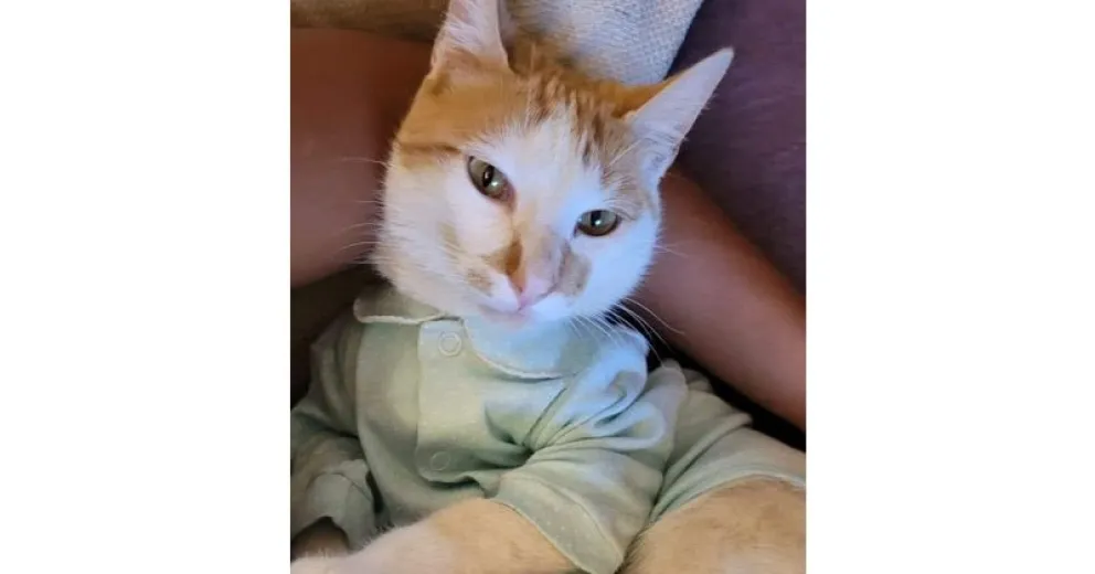 Denuncian envenenamiento de gatos en el 153 Viviendas