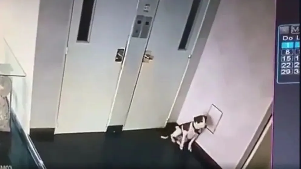Vecinos escracharon a un hombre que golpeó a un perro en el hall del edificio